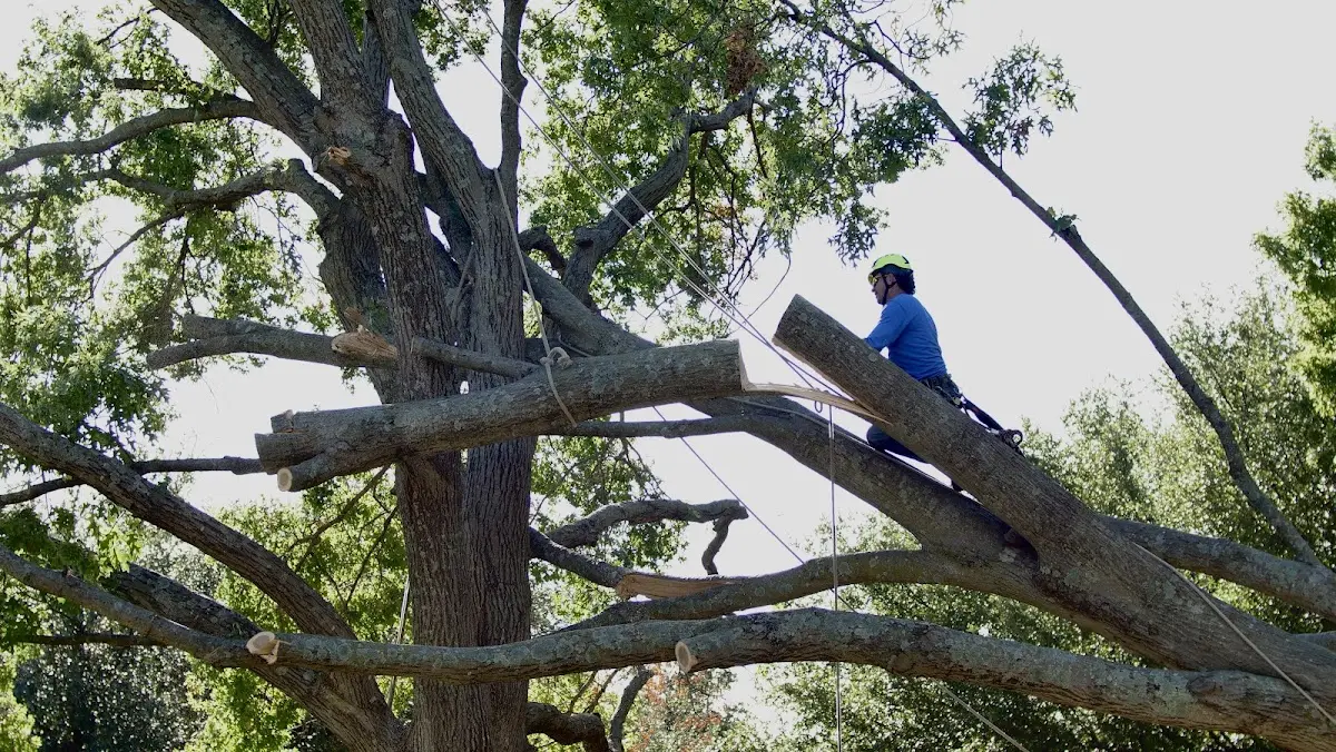 Professional Crown Thinning performed by certified arborists in Rutland