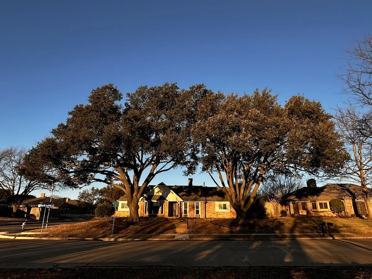 Established residential canopy tree shading a home in Rutland